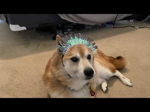 New year, new doge | Coin Crypto News