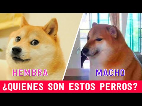 Cheems y Doge | El origen del MEME (Los DOS perros LEGENDARIOS de ...